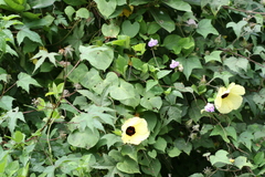 Hibiscus furcatus